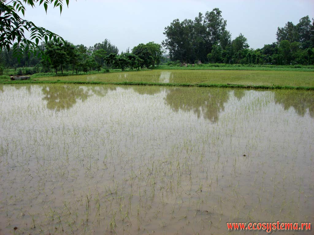 Rice paddies (flood-checks), Punjab, Northern India