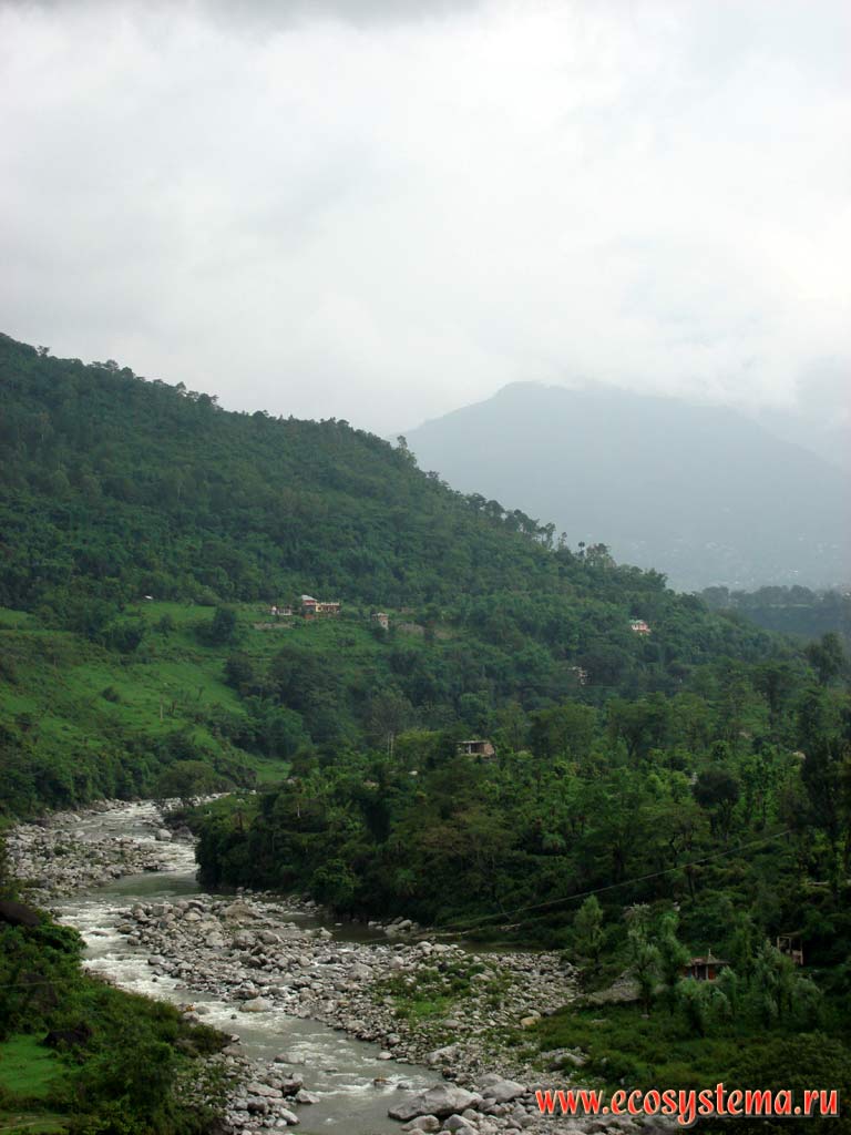 Смешанные и светлохвойные (сосновые) леса на склонах предгорий хребта Пир-Панджал (крайний северо-западный хребет Малых Гималаев). Штат Химачал-Прадеш, север Индии