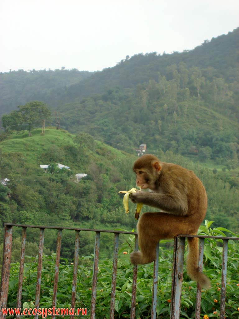 Rhesus monkeys, or bunder (Macaca mulatta) eating a banana. Foothills of Pir-Pandzhal (extreme north-west ridge of the Lesser Himalayas). Himachal Pradesh, Northern India