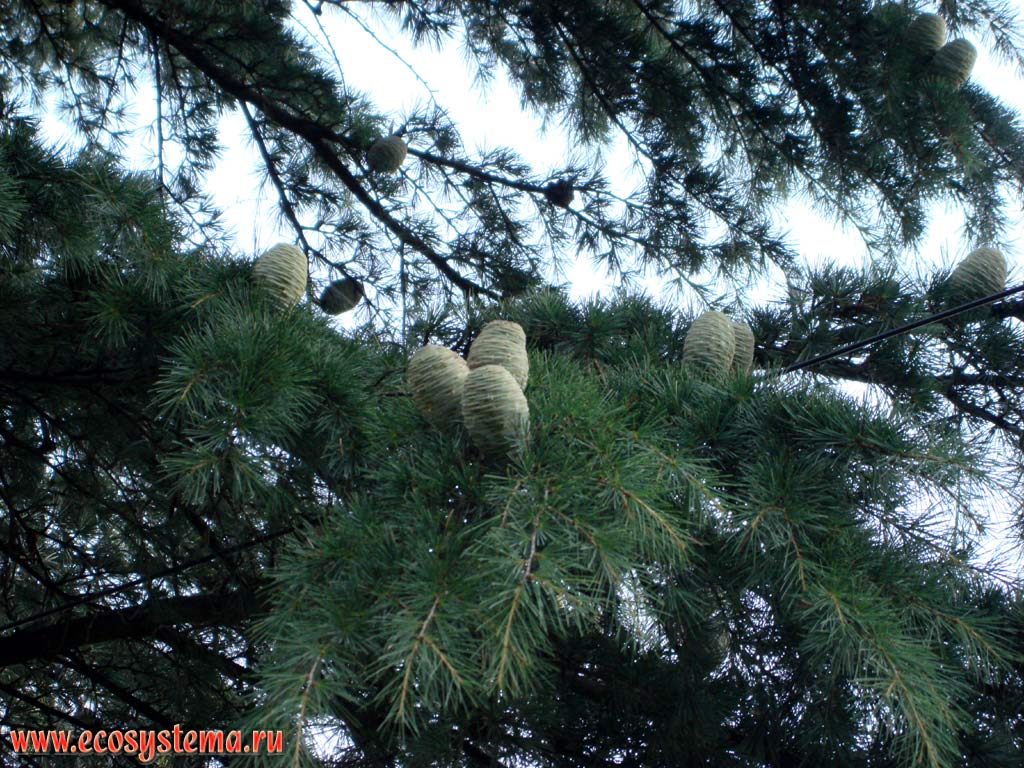 Branches and young buds (cones) of the Himalayan cedar (Cedrus deodara). The slopes of the Lesser Himalayas, Kullu Valley (Kullu), Himachal Pradesh, Northern India