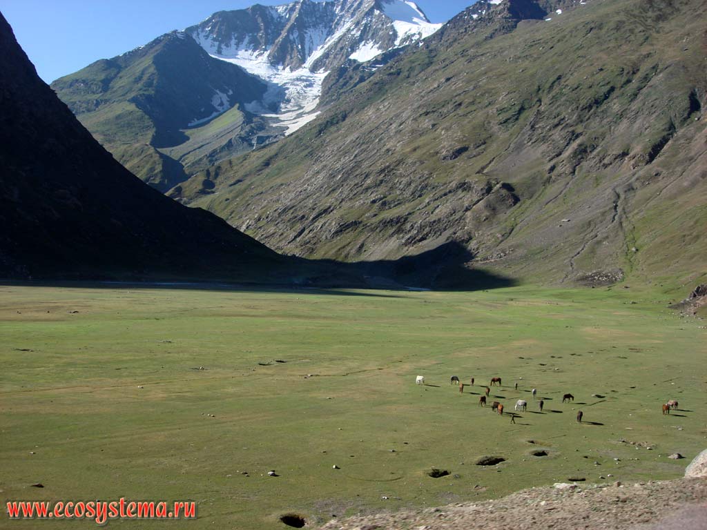 Meadows used as pastures on alluvial deposits in the valley of Drass river. Great Himalayas Range Zaskar (Zanskar), altitude about 4500 m above sea level. Himachal Pradesh, Northern India