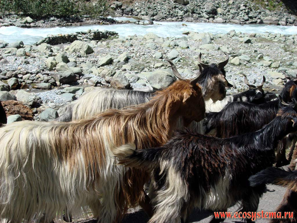Goats in a herd of cattle. Great Himalayas Himachal Pradesh, Northern India