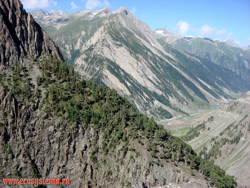 Склоны Главного Гималайского хребта, покрытые темнохвойными лесами и хвойными редколесьями (пихта, гималайский кедр, можжевельник). Высоты от 2500 до 4500 м над уровнем моря. Штат Химачал-Прадеш, север Индии