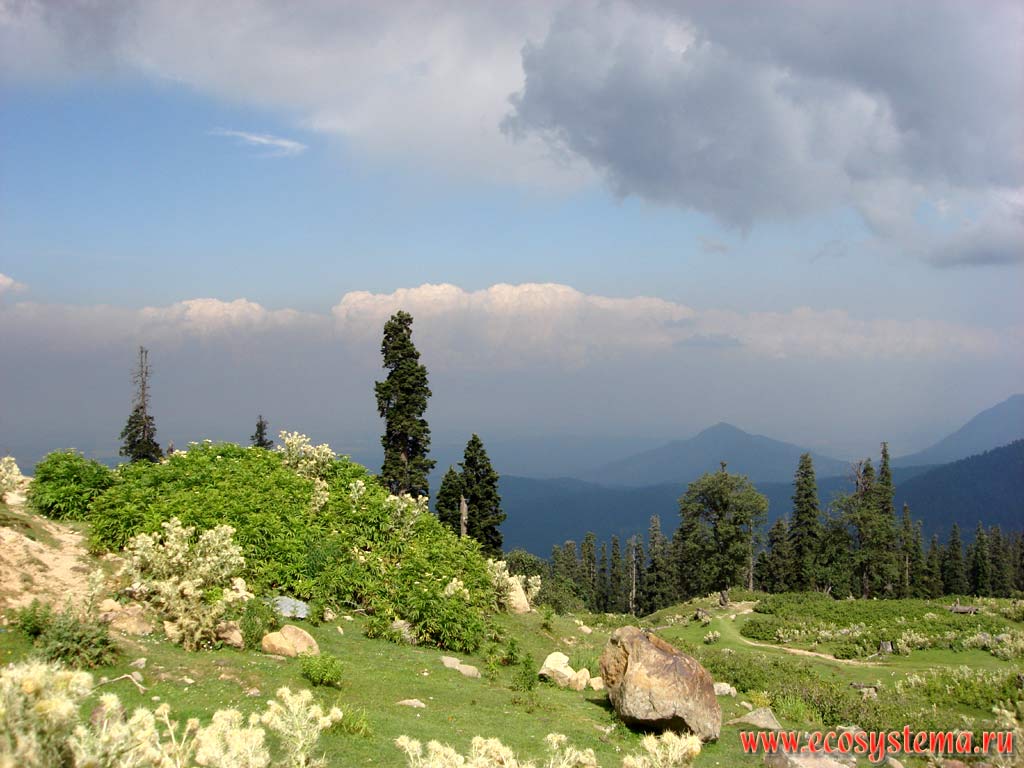 Meadows, used as pastures in the area of dark-coniferous forests in the foothills of Pir-Pandzhal (Small Himalayas), near the town of Gulmarg, Jammu and Kashmir, Northern India
