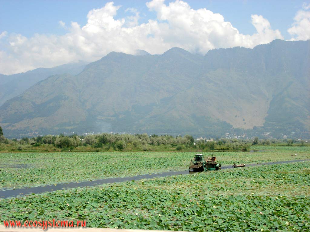 Kashmir valley and Lake Dal with the plantations of Indian lotus - Nelumbo nucifera (obsolete: Nelumbium speciosum, Nelumbium nelumbo) in the valley between Pier-Pandzhal and the Great Himalayas Range (Lesser Himalayan foot). Kashmir valley, Jammu and Kashmir, Northern India