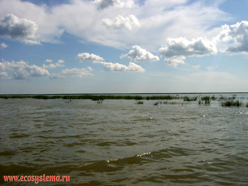 Заросли камыша озерного (= камыш болотный, или куга - Scirpus lacusths) и ситника (Juncus) на раскатах - мелководных заливах (глубина до 1,5 м)
Каспийского моря, заполненных наносами реки Волги  в нижней части дельты. Астраханский заповедник
