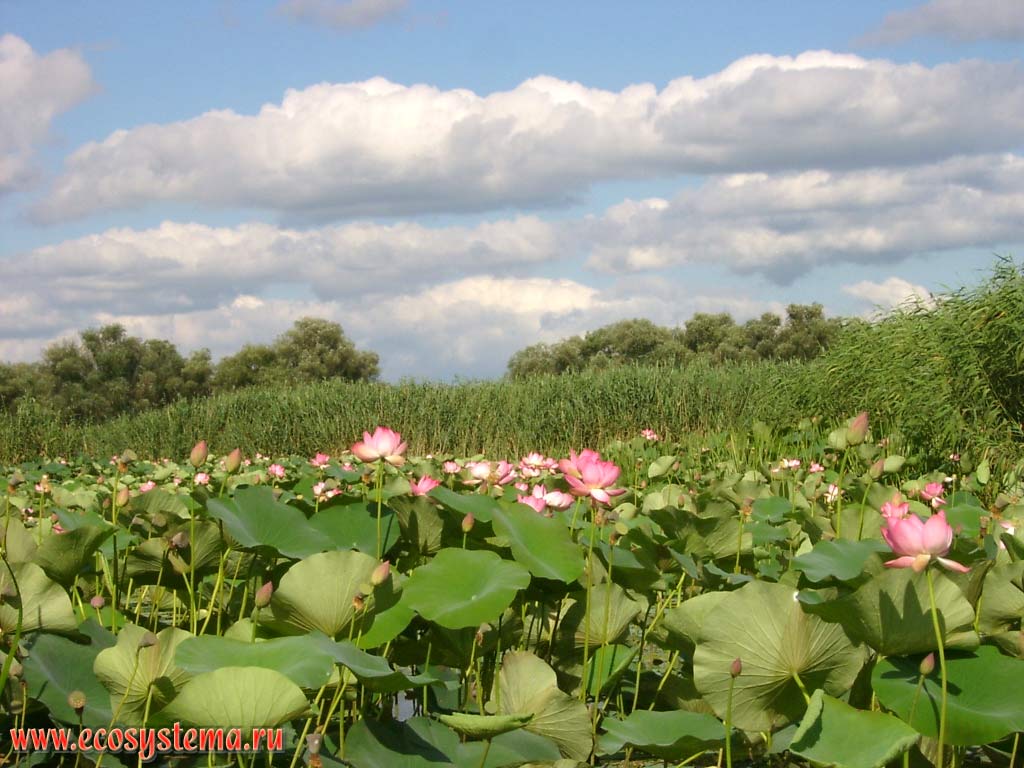 Lotus Caspian - Nelumbo caspica (in another view - a subspecies of Nelumbo nucifera). Shallow bays (thunder) in the lower part of the delta of the Volga River. The Astrakhan reserve (Obzhorovsky site), the Astrakhan region