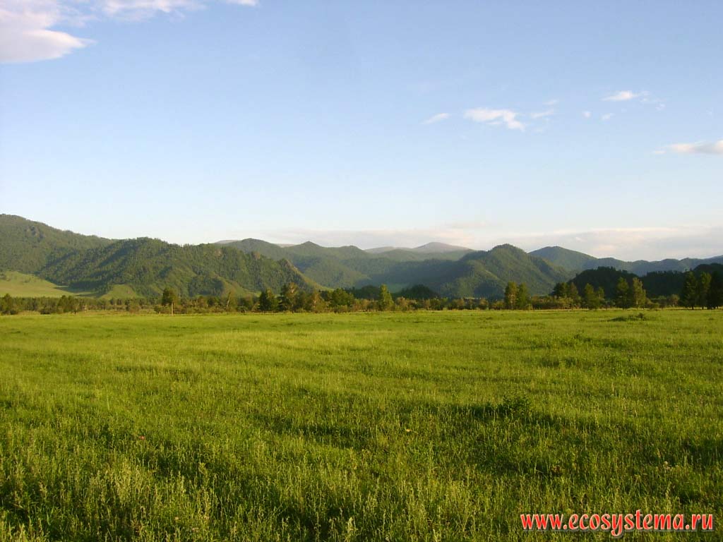 Typical landscape of medium-mountains with grass meadow steppes (foreground) and dark coniferous forests (away). Height is about 1000 m above sea level. Northwestern Altai, valley of the Karakol river, Karakol Nature Park 