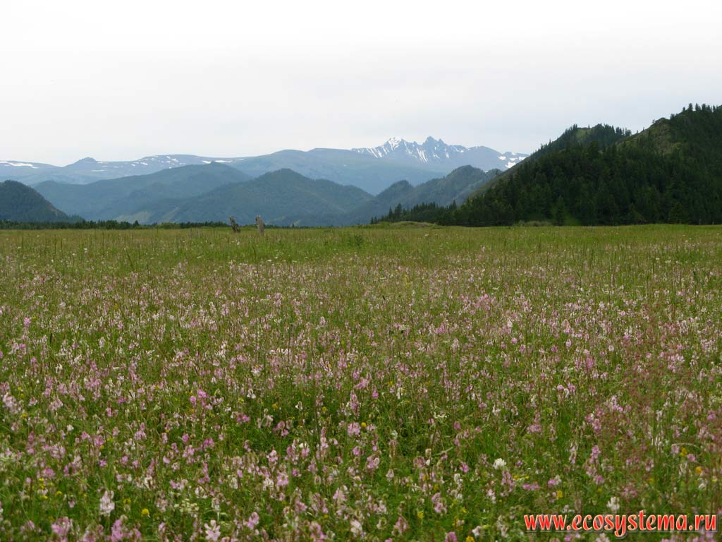 Middle-mountain forbs with legumes (Fabaceae): sainfoin (Onobrychis) and ranks (Lathyrus) and grasses in the intermountain basin in northwest of Altai. Height is about 1000 meters above sea level, far away - Terektinsky ridge.Valley of the Karakol river, Karakol Nature Park 