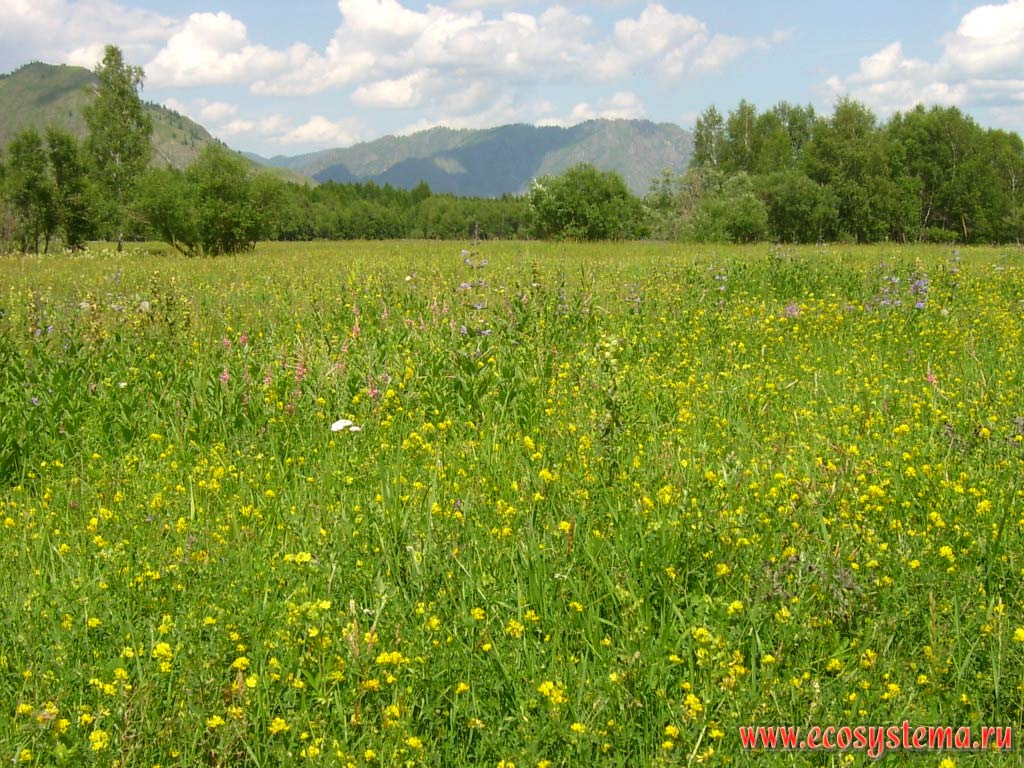 Floodplain forb meadows with domination of Lathyrus gmelinii (Lathyrus) in the Karakol Valley. Karakol Nature Park Uch-Enmek, Ongudansky District, Altai Republic