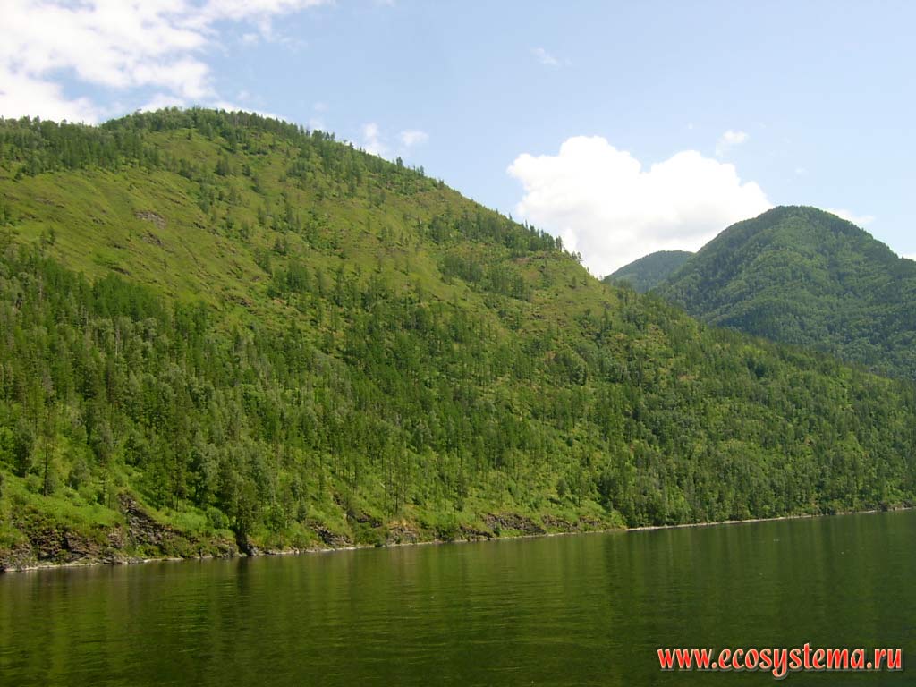 Sparse light-coniferous (larch) forests on steep slopes, southern (south-facing, and therefore dry) exposure. Upper (southern) part of the Teletskoye lake, Ulagansky District, Altai Republic