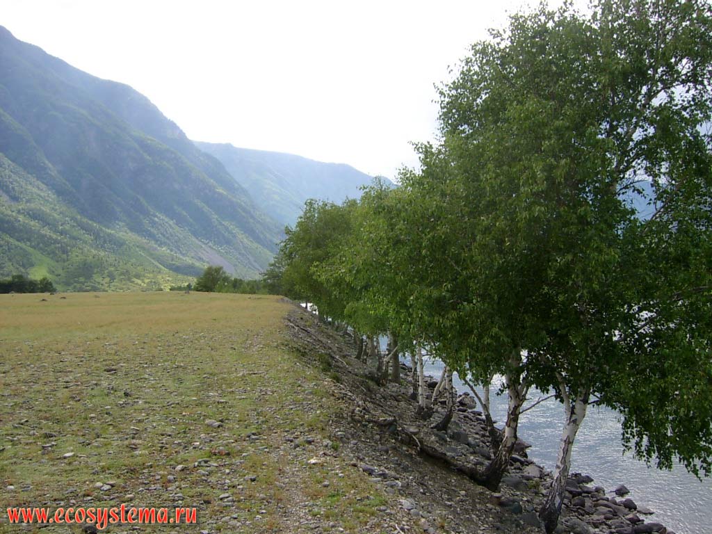 Shaft near the river (weakly expressed) on the edge of the high floodplain Chulyshman overgrown with birch (silver birch). Chulyshman highlands, the middle reaches of the Chulyshman river, Ulagansky District, Altai Republic