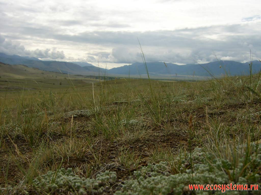 Grain desert semi-shrubs steppe in the valley of the Chui river. Kurai steppe, Kosh-Agach District, Altai Republic