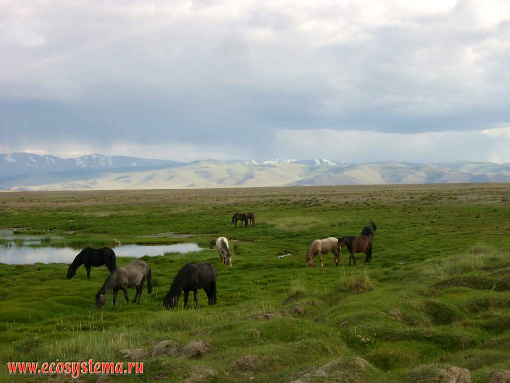 Grazing horses on the marsh lake in Chui (Chu) steppe. Away - spurs South-Chui Range. The left bank of the river Chui, margin Kosh Agach, Altai Republic