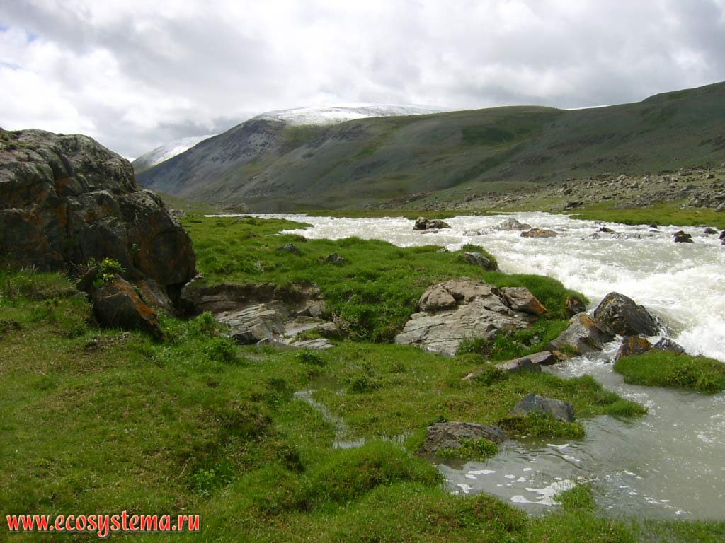 River Elangash upstream with herbaceous vegetation that grew during the period of snowmelt in the mountains (elevation is 2400 meters above sea level). South-Eastern Altai, Kosh-Agach District, Altai Republic