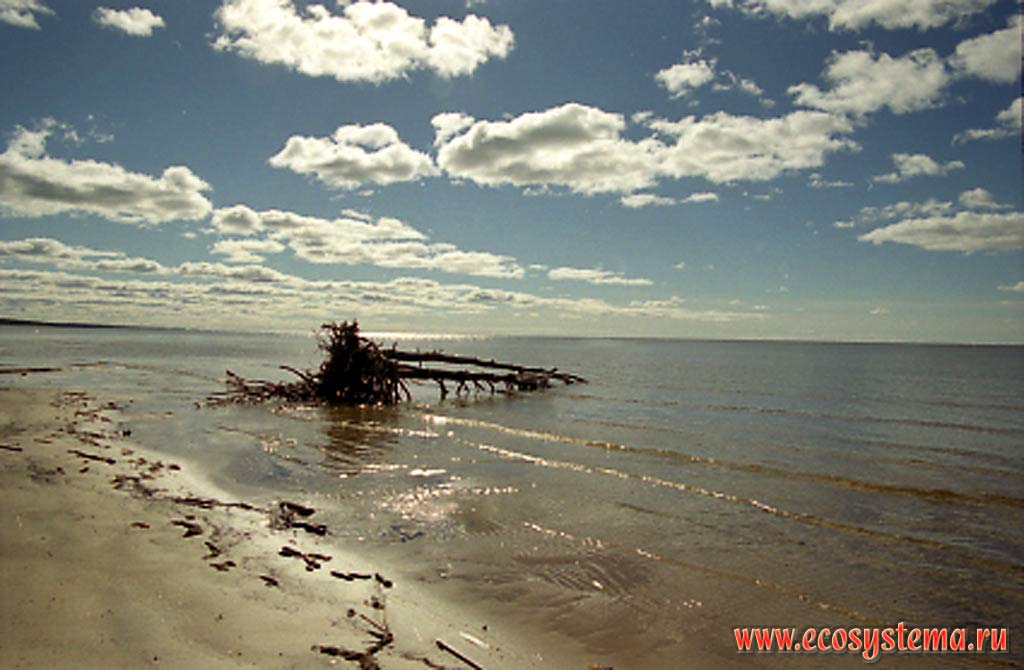 Sandy shore of Lake Ladoga. Ladoga province of taiga zone, Nizhnesvirsky Reserve, Leningrad Region