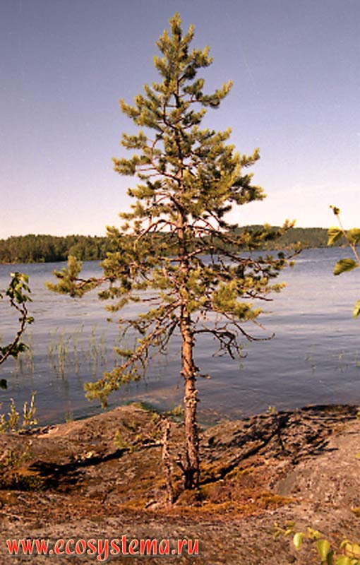 Pine on the rocks on the shore of the lake. South Karelia