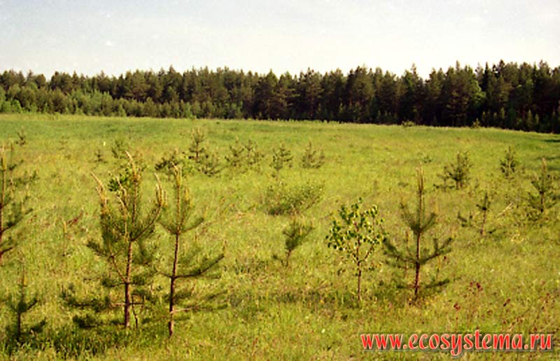 Fields overgrown by young pine trees. Ladoga Province of taiga, Nizhnesvirsky Reserve, Leningrad Region