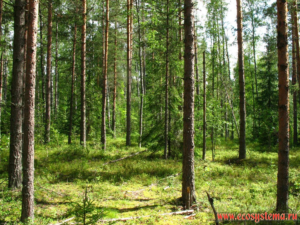 Waterlogged mixed forest. Ladoga Province of taiga, Nizhnesvirsky Reserve, Leningrad Region