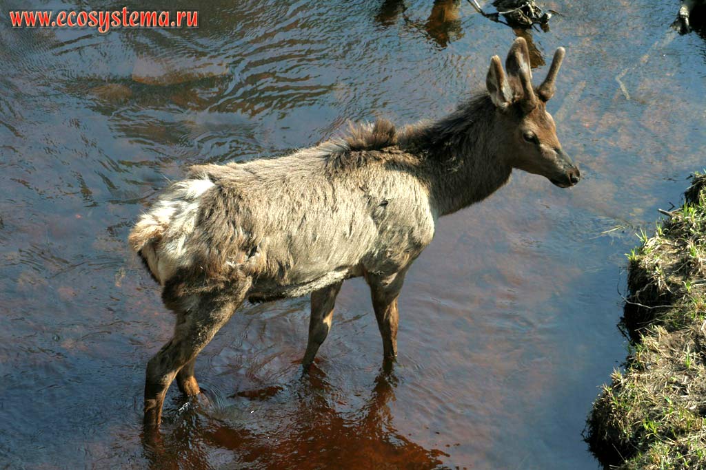 Caspian Red Deer (Cervus elaphus maral). Ladoga Province of taiga, Nizhnesvirsky Reserve, Leningrad Region