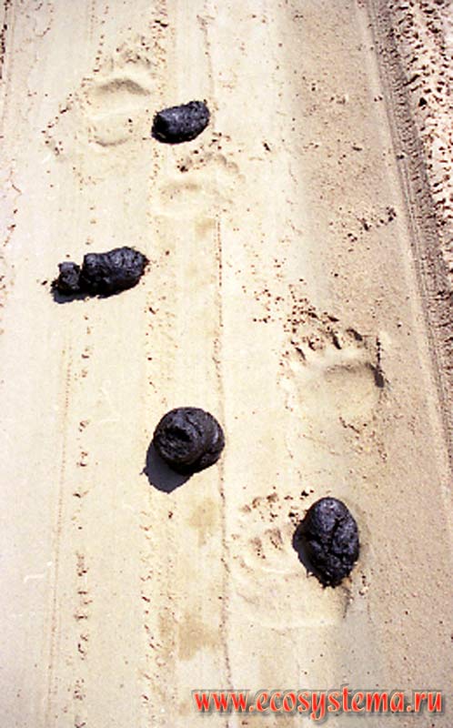 Footprints and droppings of brown bear (Ursus arctos) in the sand (on the road). Ladoga Province of taiga, Nizhnesvirsky Reserve, Leningrad Region
