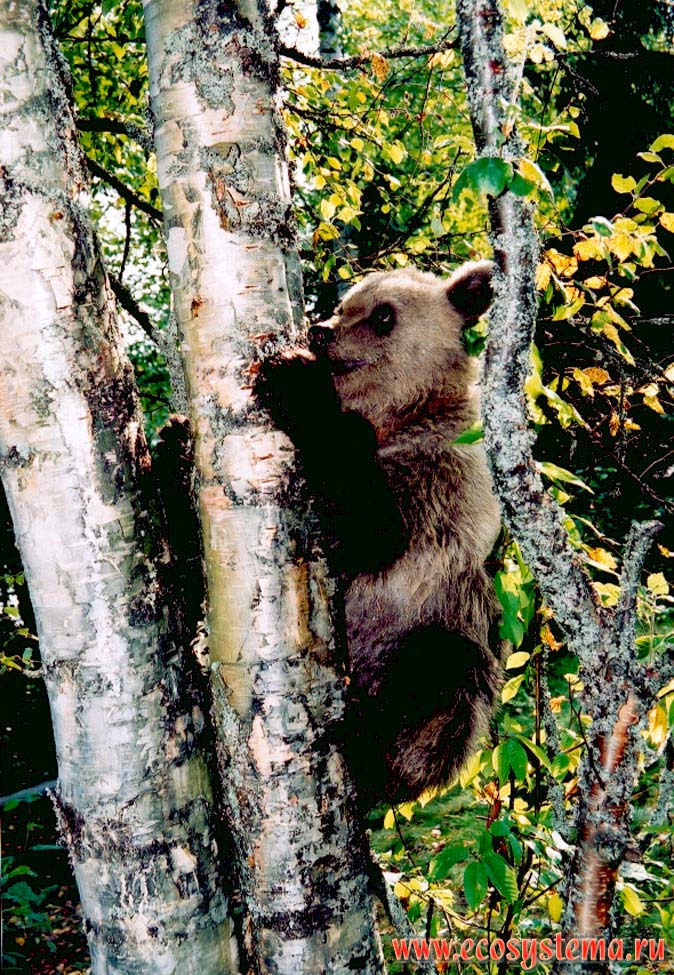 Молодой бурый медведь (Ursus arctos) залезает на дерево. Приладожская
провинция таежной зоны, Нижнесвирский заповедник, Ленинградская область