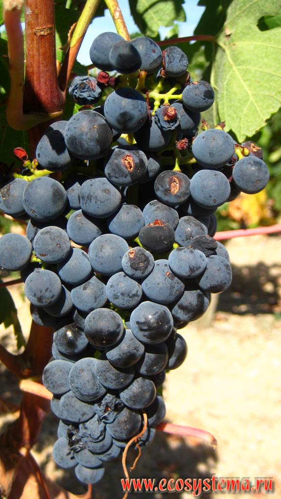 Гроздь спелого винограда (Vitis) на плоскогорье Месета на Пиренейском полуострове в
Центральной Испании