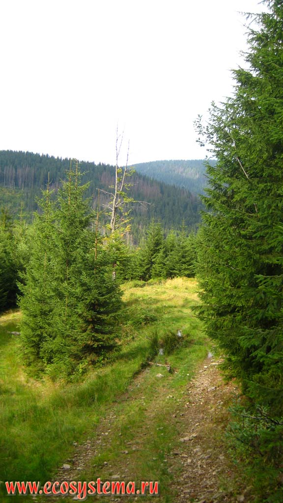 Young and middle-aged coniferous (spruce) forests on the slopes of Eastern Carpathians. Height is about 1200 m above sea level. Gorgan mountain range, Sinevir National Park, Transcarpathian region, Ukraine