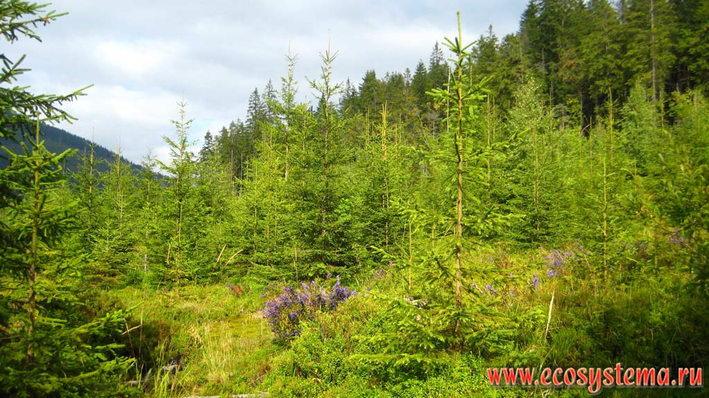 Forest cutting growing with young spruce trees on the slopes of Eastern Carpathians. Height is about 1200 m above sea level. Gorgan mountain range, Sinevir National Park, Transcarpathian region, Ukraine
