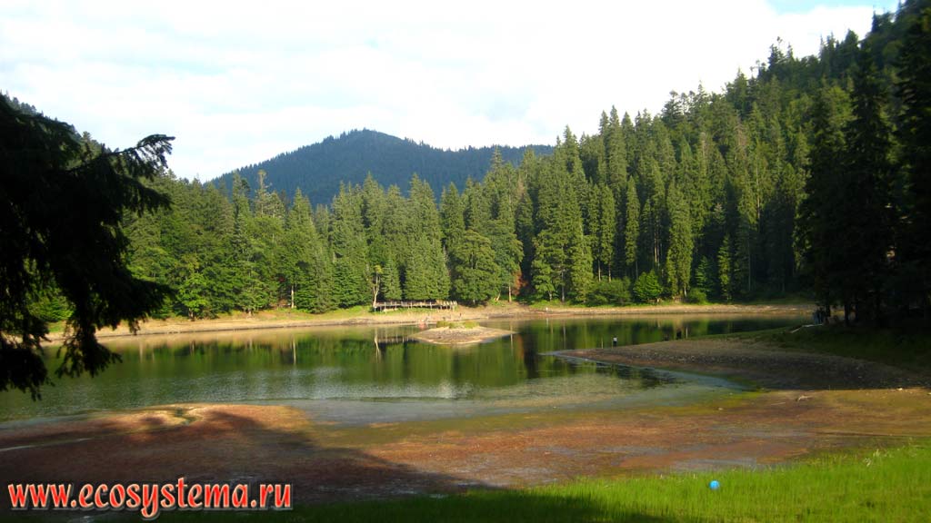 Sinevir lake with an island in the middle surrounded by coniferous (spruce) forests in the Eastern Carpathians. The height is 989 m above sea level. Gorgan, Sinevir National Park, Transcarpathian region, Ukraine