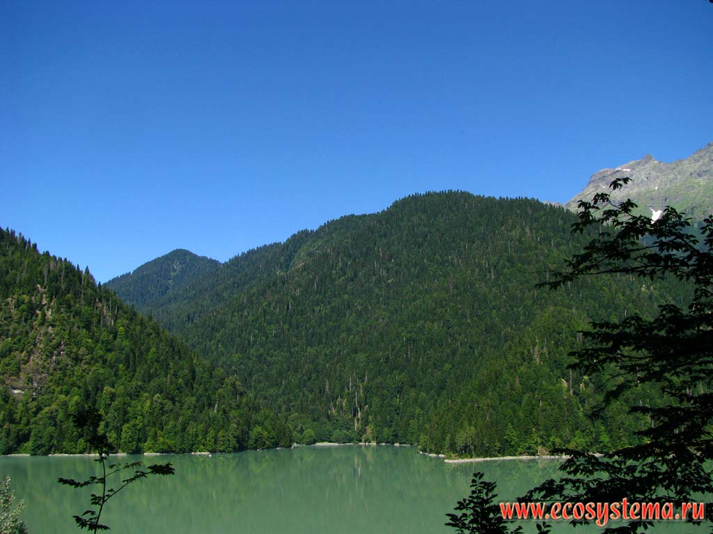 Mixed beech and fir forests on the shore of Riza lake. Height is 950 m above sea level. Ritsinsky National Park, Western Caucasus, the Republic of Abkhazia