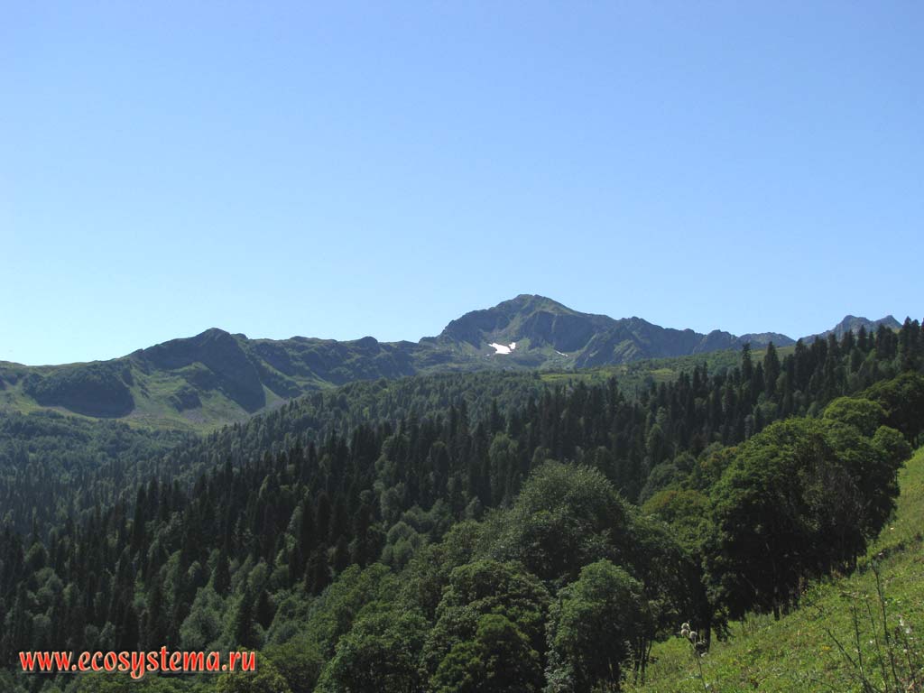 Mixed beech-fir forests in the upper altitude zone near the border with subalpine meadows. Height is about 2500 m above sea level. Western Caucasus, the Republic of Abkhazia