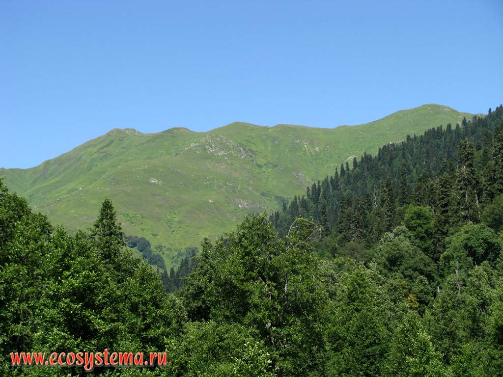 Mixed beech-fir forests in the upper altitude zone near the border with subalpine meadows. Height is about 2500 m above sea level. Western Caucasus, the Republic of Abkhazia