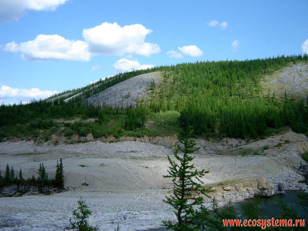Light coniferous forests (deciduous) of forest-tundra type, and talus on the mountain slopes. Subpolar Urals, Yugyd-Va National Park, the Komi Republic