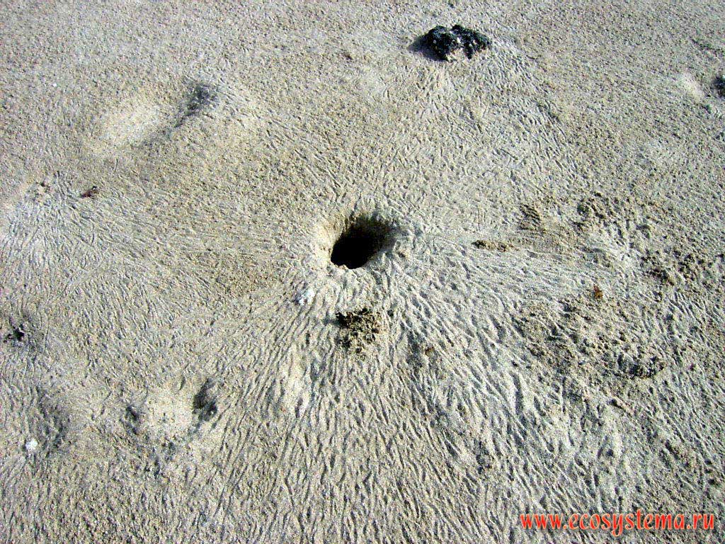Mink and traces of the Ghost-crab (Ocypode pallidula) on a sandy beach. Persian Gulf, Arabian peninsula, the Emirate of Umm Al Quwain, United Arab Emirates (UAE)