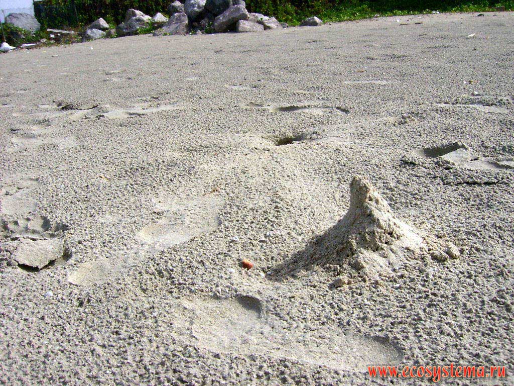 Следы жизнедеятельности краба-привидения (Ocypode pallidula) на песчаном пляже: норка, следы от лап и кучка песка в виде пирамидки
(наблюдательныйпункт). Побережье Персидского залива, Аравийский полуостров, эмират Умм Аль Кувейн (Umm Al Quwain),
Объединенные Арабские Эмираты (ОАЭ)