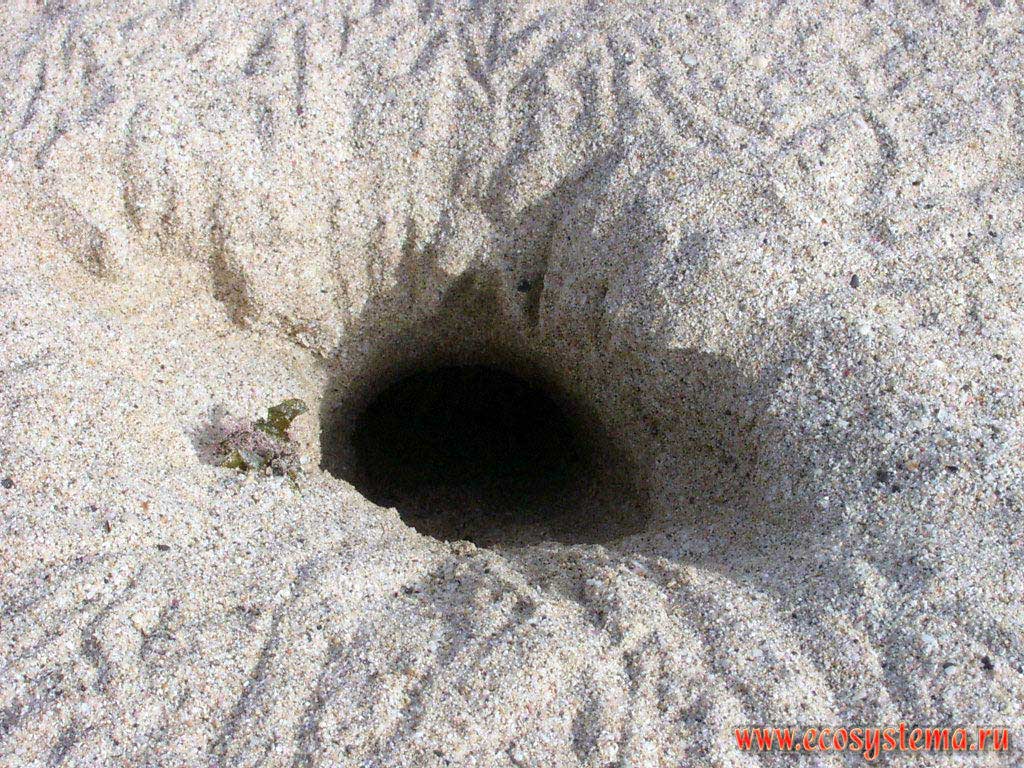 Норка и следы краба-привидения (Ocypode pallidula) на песчаном пляже. Побережье Персидского залива, Аравийский полуостров,
эмират Умм Аль Кувейн (Umm Al Quwain), Арабские Эмираты (ОАЭ)