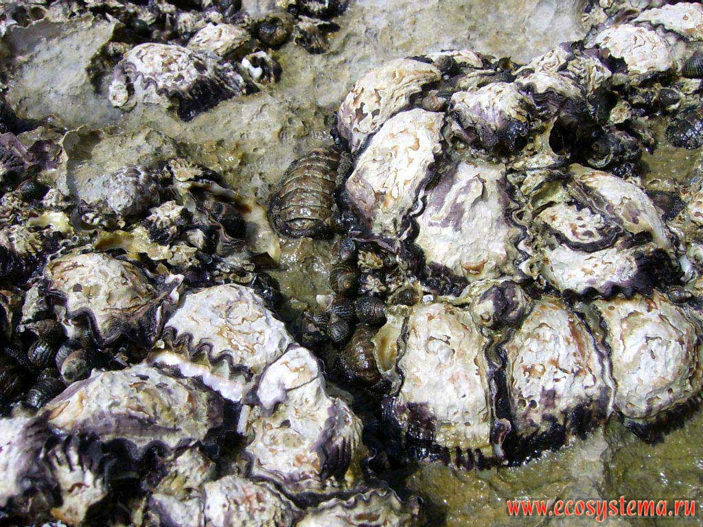 Representatives of the marine benthos: oysters (Ostreidae) (Bivalve molluscs) and littoriny (Littorinidae) (small dark) - on the rocks during low tide. Persian Gulf, Arabian peninsula, the Emirate of Umm Al Quwain, United Arab Emirates (UAE)