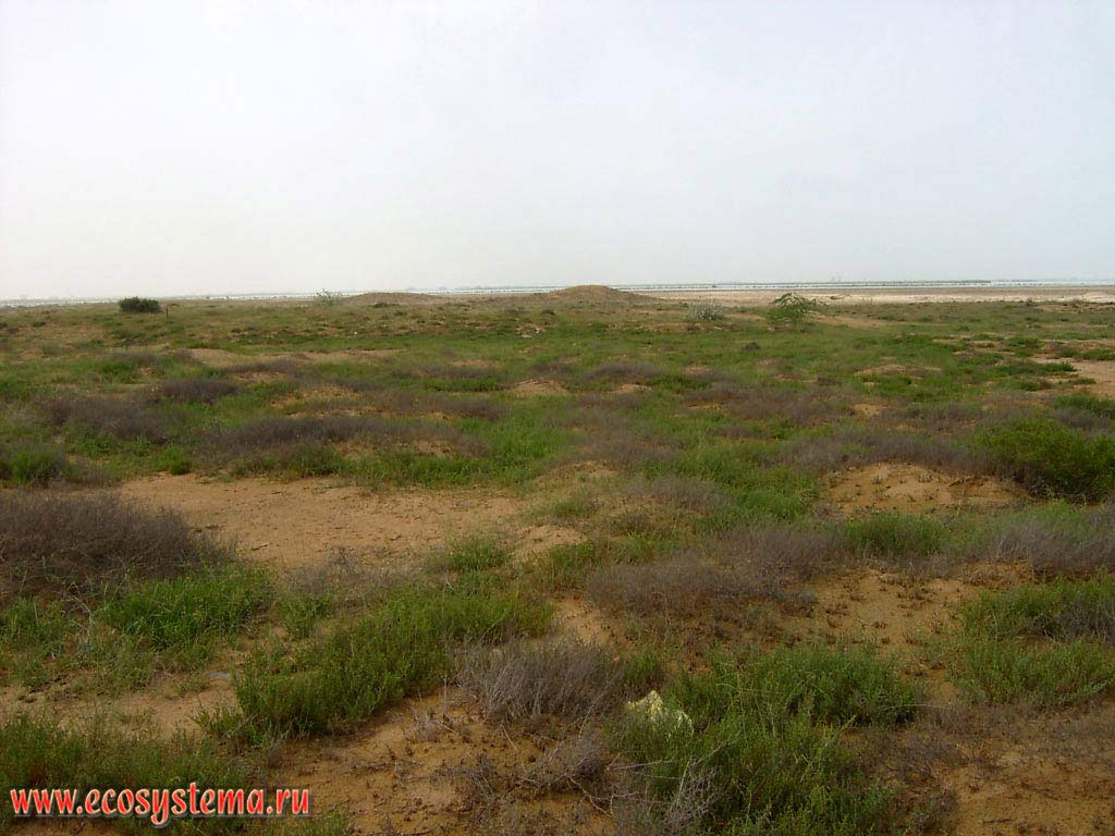 Xerophytic shrub desert on saline soils near the coast of the Persian Gulf. The Arabian Peninsula, the emirate of Ras Al Khaimah, the United Arab Emirates (UAE)