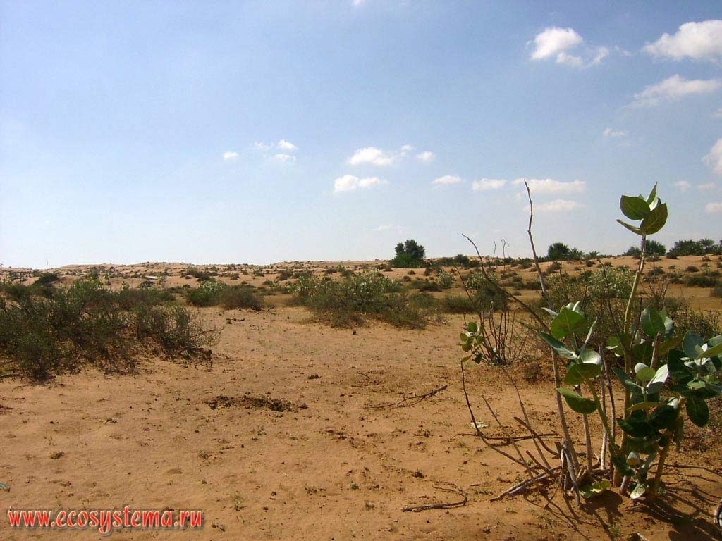Typical landscape of the internal (inner) sandy desert on the Arabian peninsula. Sharjah, United Arab Emirates (UAE)