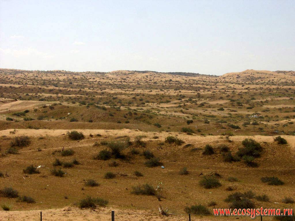 Xerophytic shrub vegetation of the internal (inner) sandy desert on the Arabian peninsula. Sharjah, United Arab Emirates (UAE)