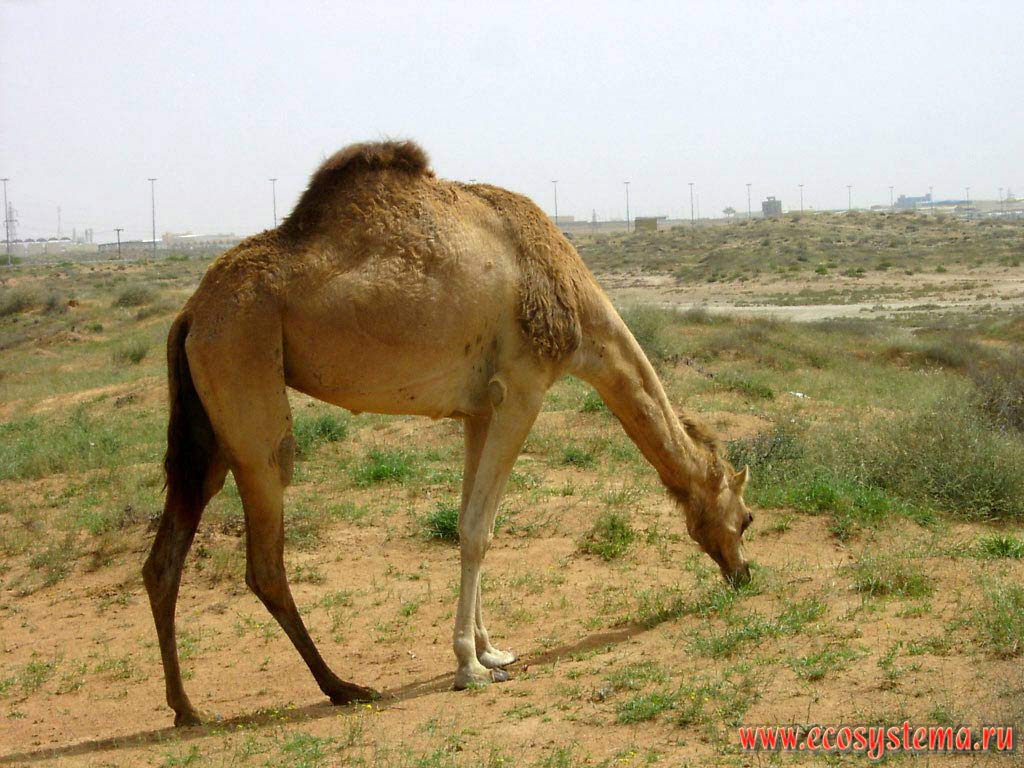 Одногорбый верблюд (Camelus dromedarius), или дромадер (дромедар) - одомашненный дикий верблюд во внутренней песчаной пустыне Аравийского
полуострова. Эмират Шарджа (Sharjah), Объединенные Арабские Эмираты (ОАЭ)