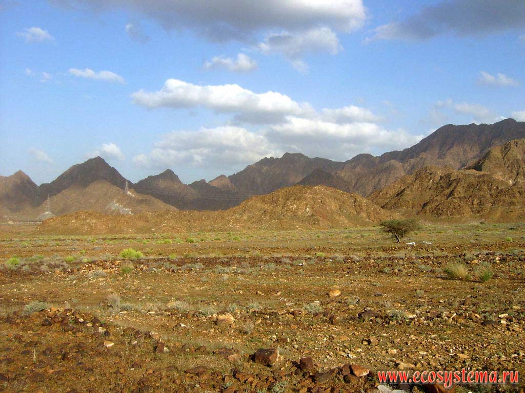 Mountains (mountain range) Hajar composed of Mesozoic limestone, with a semi-desert xerophytic vegetation. Arabian Peninsula, Fujairah, United Arab Emirates (UAE)