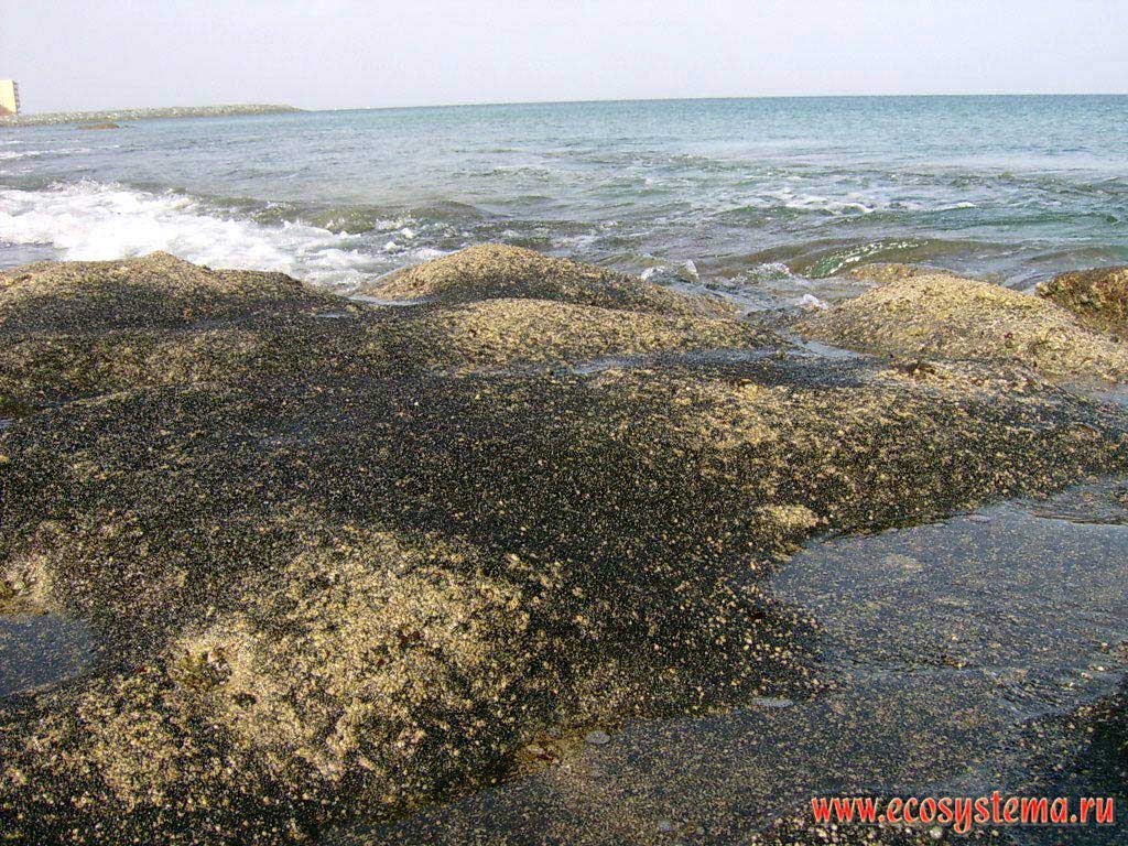 Камни в полосе прибоя, оголившиеся во время отлива. Берег Оманского залива Индийского океана. Окрестности города Корфаккан (Khor Fakkan),
эмират Фуджейра (Fujairah), Объединенные Арабские Эмираты (ОАЭ), Аравийский полуостров
