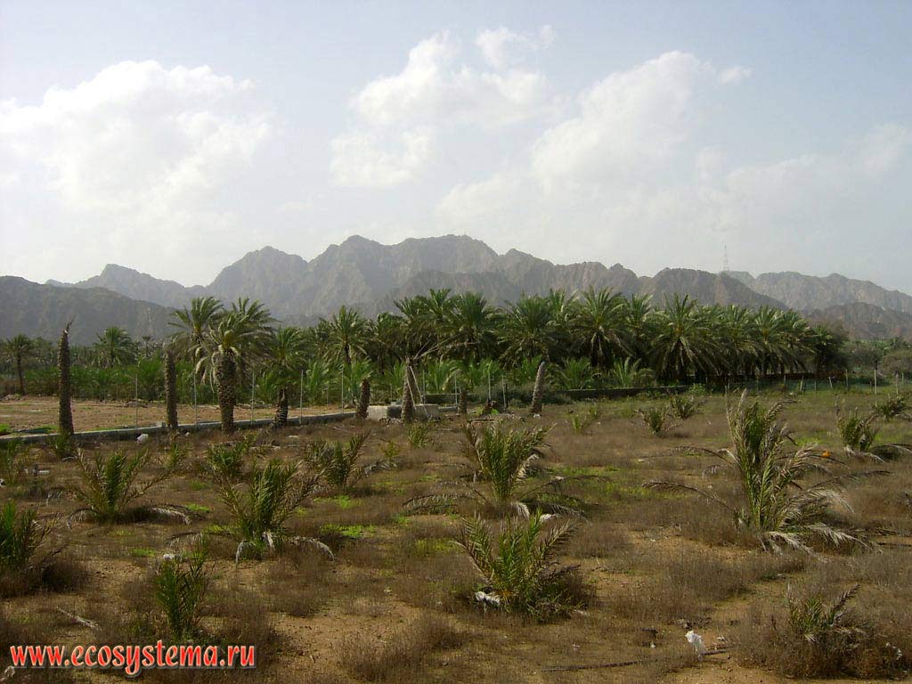 Plantation of a palm trees on the newly settling beaches on the Gulf of Oman shore, Indian Ocean. Suburbs of the Khor Fakkan, Arabian Peninsula, Fujairah, United Arab Emirates (UAE)