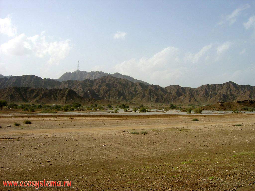 Boggy salted marsh in the relief lowering at the foot of the Hajar mountains (close to the coast of the Gulf of Oman, Indian Ocean). Suburbs of the Khor Fakkan, Arabian Peninsula, Fujairah, United Arab Emirates (UAE)