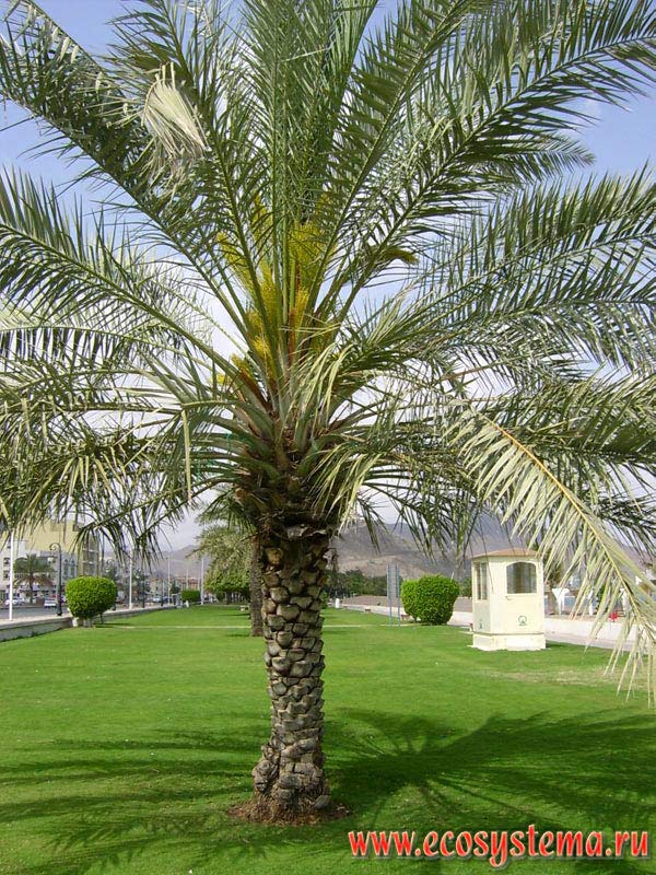 Финиковая пальма (Phoenix dactylifera L.) в прибрежном парке. Побережье Оманского залива
Индийского океана в окрестностях города Корфаккан, эмират Фуджейра (Fujairah),
Объединенные Арабские Эмираты (ОАЭ), Аравийский полуостров