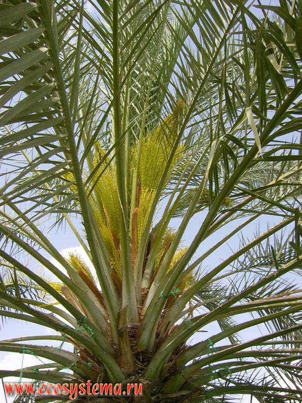 The Date Palm (Phoenix dactylifera L.) inflorescences. Riverside Park on the shore of the Gulf of Oman, Indian Ocean, near the town of Khor Fakkan, Arabian Peninsula, Fujairah, United Arab Emirates (UAE)