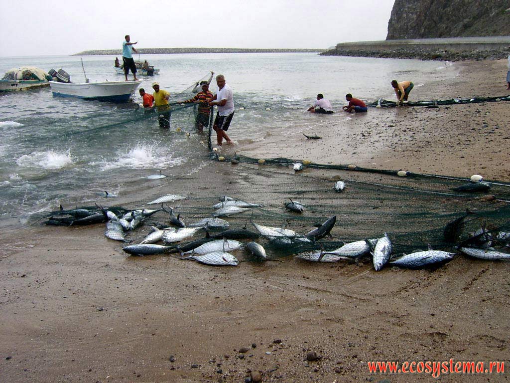 Местные рыбаки, вытаскивающие сети с уловом. Берег Оманского залива Индийского океана в окрестностях города Дибба (Dibba), эмират Фуджейра
(Fujairah),  Объединенные Арабские Эмираты (ОАЭ), Аравийский полуостров