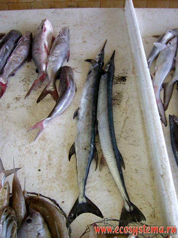 Marine Catfish (Siluridae, top) and Garfish or Ling (Belone belone, right) in the local fish market. Umm Al Quwain, United Arab Emirates (UAE) 